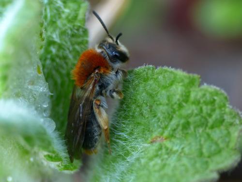Andrena haemorrhoa