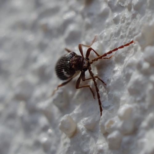 Réf. 300 551 : Ptinus sexpunctatus