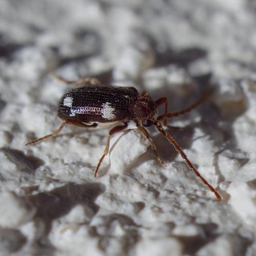 Réf. 300 550 : Ptinus sexpunctatus