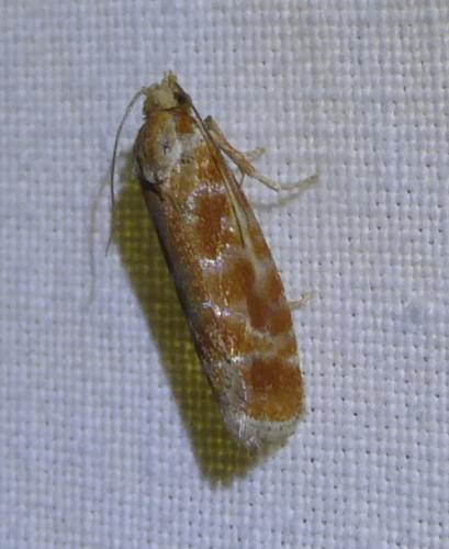Rhyacionia buoliana
