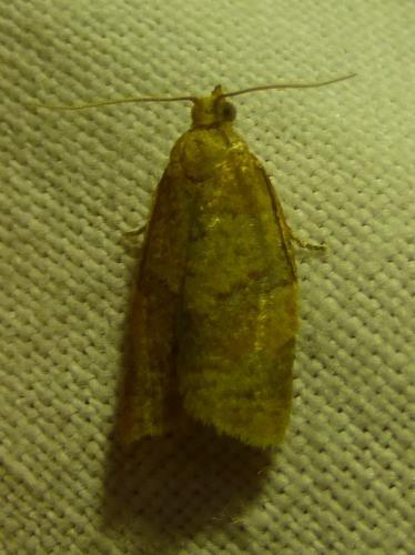 Clepsis consimilana