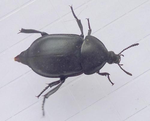 Réf. 300 571 : Ablattaria laevigata