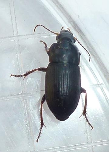 Réf. 300 836 : Harpalus anxius