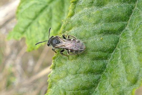 Lasioglossum sp.