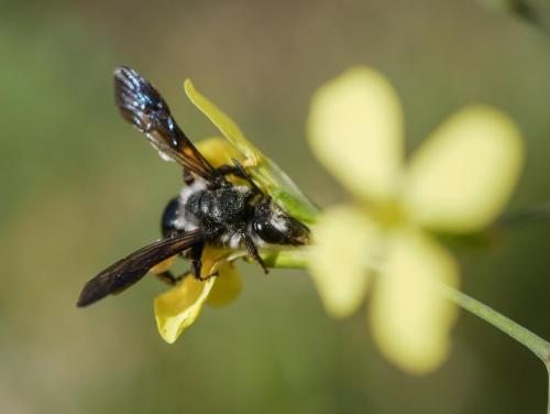 Réf. 300 647 : Andrena sp.
