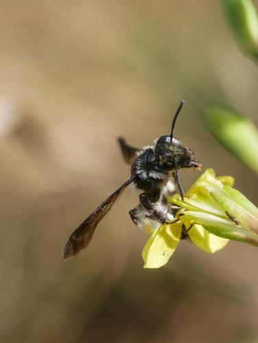 Réf. 300 646 : Andrena sp.