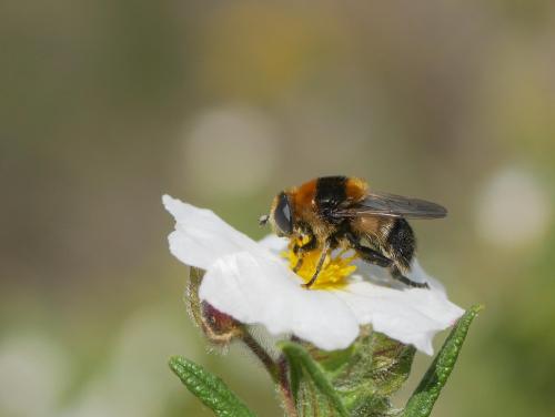 Merodon equestris