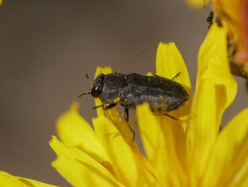Anthaxia nigritula