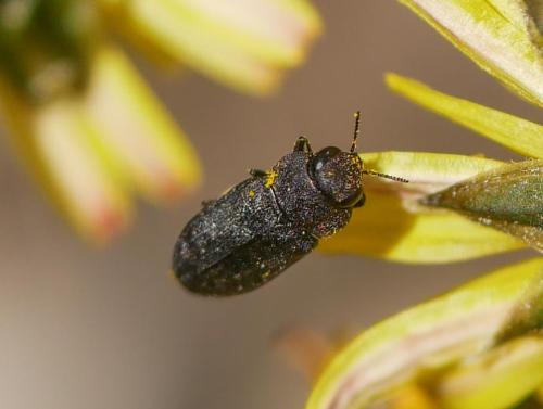 Réf. 300 642 : Anthaxia nigritula