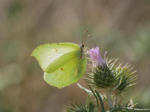 Gonepteryx rhamni