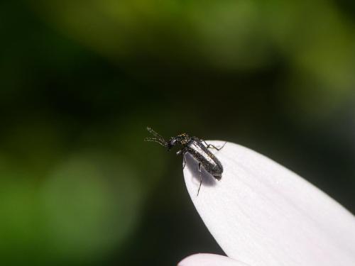 Réf. 300 763 : Dasytes sp.