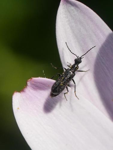 Dasytes sp.
