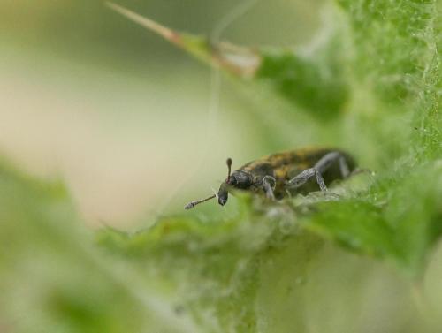 Réf. 300 929 : Lixus filiformis