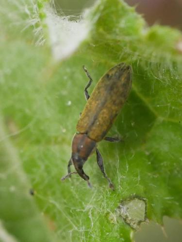 Réf. 300 930 : Lixus filiformis