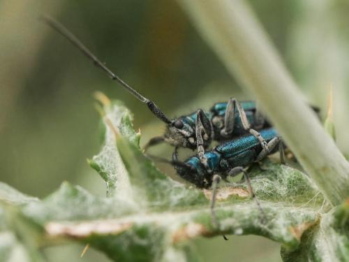 Agapanthia sp.