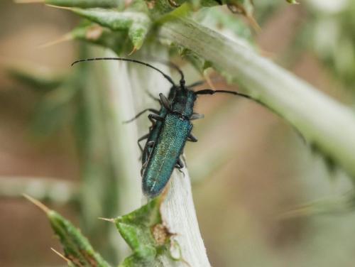 Agapanthia sp.