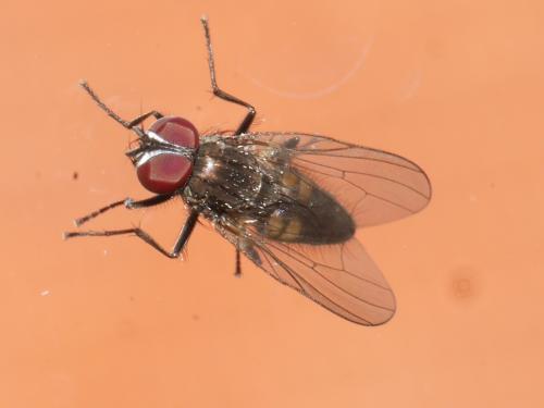 Réf. 300 745 : Fannia canicularis