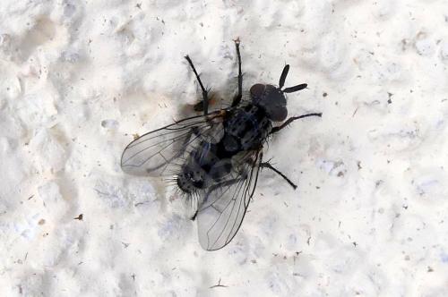 Réf. 300 350 : Triarthria setipennis