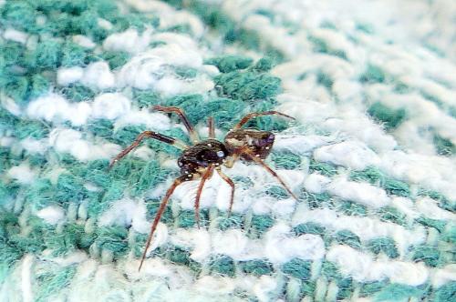 Cyclosa conica