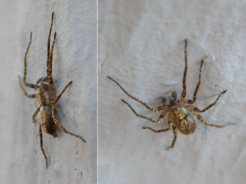 Anyphaena accentuata