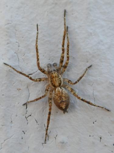 Réf. 300 857 : Anyphaena accentuata