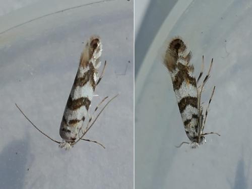 Réf. 300 632 : Phyllonorycter sp.