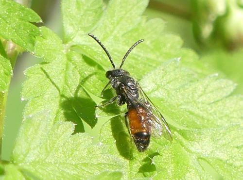 Sphecodes sp.