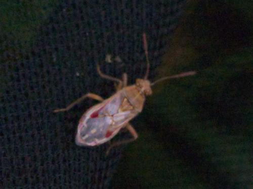 Liorhyssus hyalinus