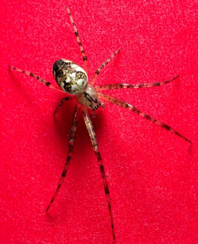 Metellina sp.