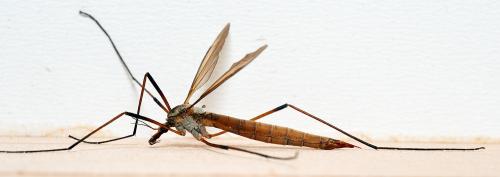Réf. 300 134 : Tipula paludosa