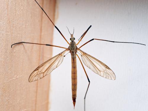 Réf. 300 133 : Tipula paludosa