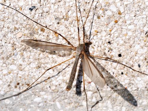 Tipula oleracea