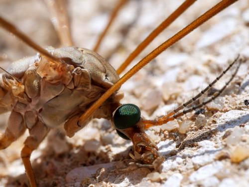 Tipula oleracea