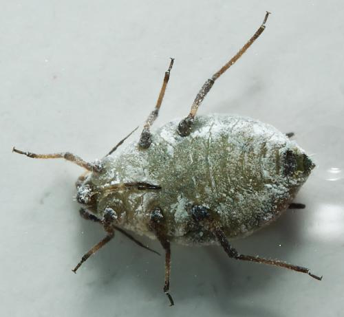 Protaphis terricola