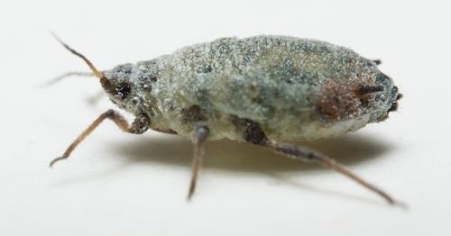 Réf. 300 526 : Protaphis terricola