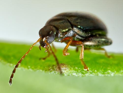 Réf. 300 862 : Psylliodes napi