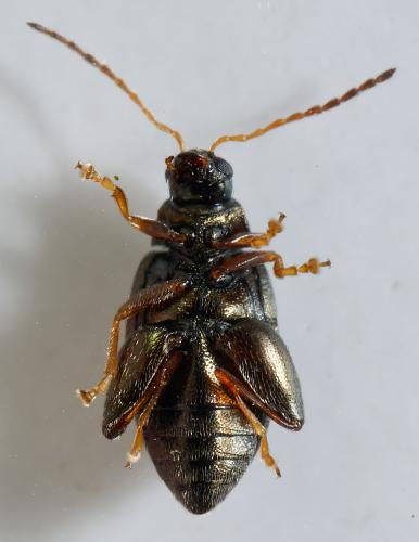 Réf. 300 702 : Psylliodes napi