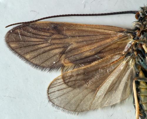 Brachycentrus subnubilus