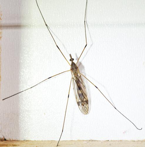 Réf. 300 418 : Tipula rufina