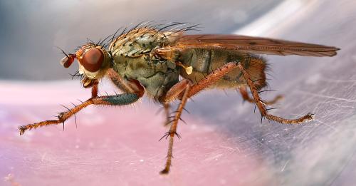Scathophaga furcata