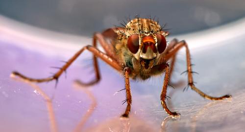 Réf. 300 345 : Scathophaga furcata