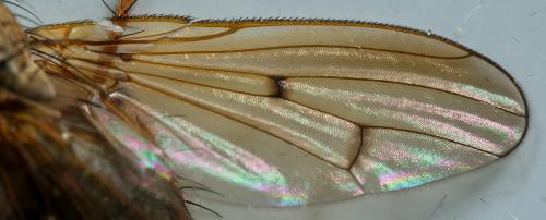 Scathophaga furcata