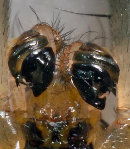 Mangora acalypha
