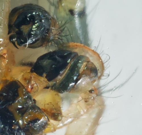 Mangora acalypha