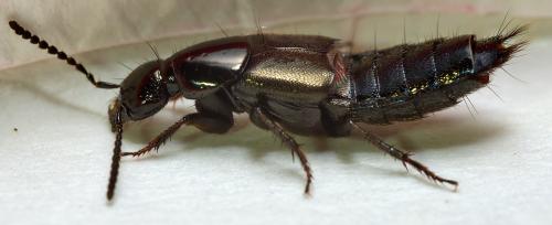Réf. 300 913 : Philonthus sp.