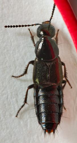 Réf. 300 914 : Philonthus sp.