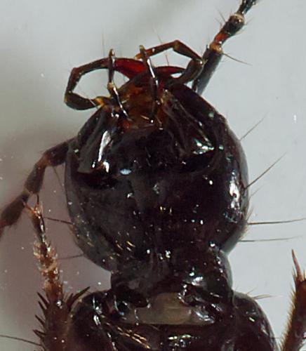 Réf. 300 955 : Philonthus sp.