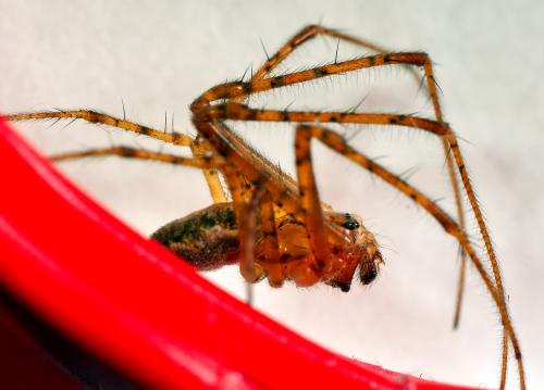 Metellina mengei