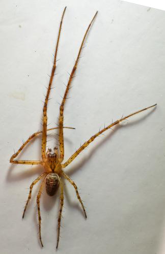 Réf. 300 621 : Metellina mengei