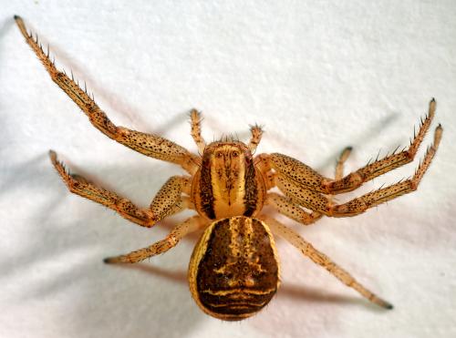 Réf. 300 950 : Xysticus ulmi